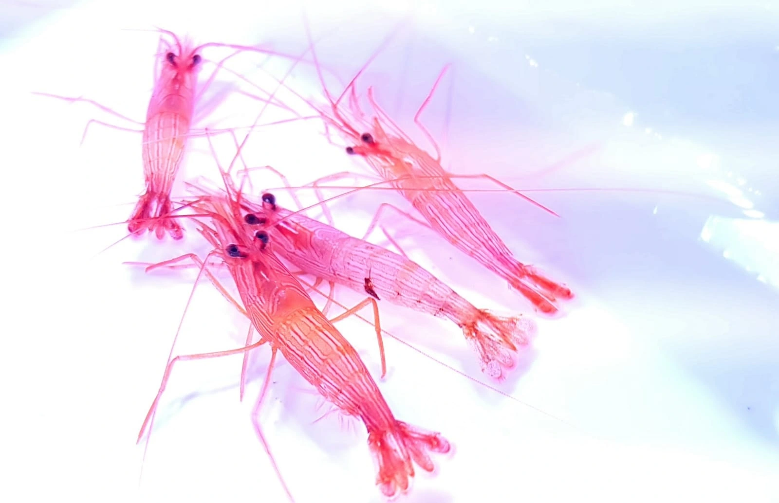 Lysmata wurdemanni